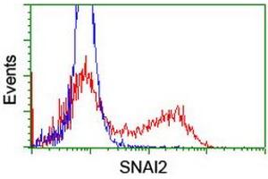 Image no. 2 for anti-Snail Family Zinc Finger 2 (SNAI2) antibody (ABIN1500984) (SLUG Antikörper)