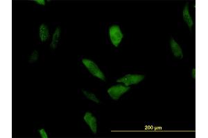 Immunofluorescence (IF) image for anti-Leucine Rich Repeat (In FLII) Interacting Protein 1 (LRRFIP1) (AA 675-784) antibody (ABIN563976)