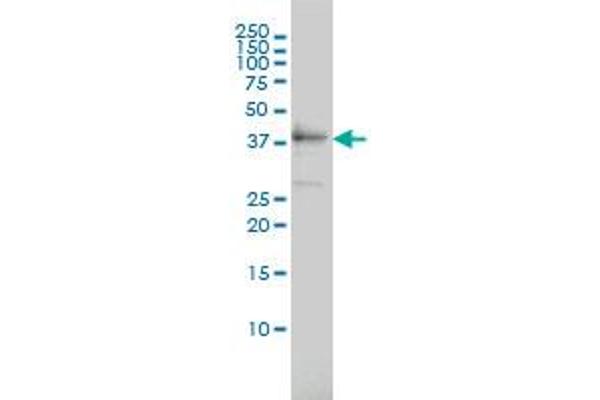 TEX13A antibody  (AA 1-409)