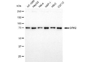 Western blotting analysis using GRK2 antibody (ABIN7797538). (Rekombinanter GRK2 Antikörper)