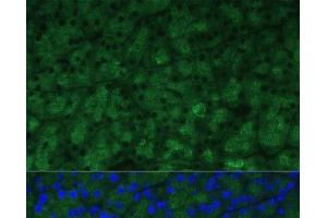 Immunofluorescence analysis of Mouse pancreas using CTRB1 Polyclonal Antibody at dilution of 1:100 (40x lens). (CTRB1 Antikörper)
