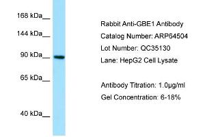 Western Blotting (WB) image for anti-Glucan (1,4-alpha-), Branching Enzyme 1 (GBE1) (N-Term) antibody (ABIN2789854) (GBE1 Antikörper  (N-Term))