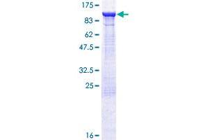 ELMO1 Protein (AA 1-727) (GST tag)