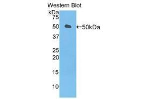 Western blot analysis of recombinant Mouse LEFTY1. (LEFTY1 Antikörper  (AA 169-368))