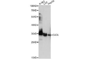 Western blot analysis of extracts of various cell lines, using CA5A antibody (ABIN6292754) at 1:1000 dilution. (CA5A Antikörper)