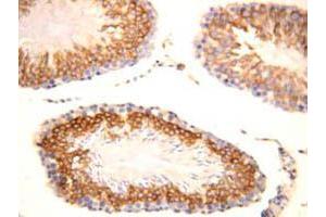 Immunohistochemical staining of FGF8 on formalin fixed, paraffin embedded rat testicle with FGF8 polyclonal antibody . (FGF8 Antikörper  (C-Term))