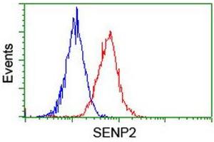 Image no. 2 for anti-SUMO1/sentrin/SMT3 Specific Peptidase 2 (SENP2) (AA 139-523) antibody (ABIN1490925) (SENP2 Antikörper  (AA 139-523))
