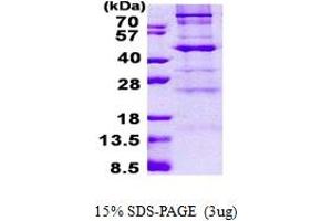 SDS-PAGE (SDS) image for Core 1 Synthase, Glycoprotein-N-Acetylgalactosamine 3-beta-Galactosyltransferase, 1 (C1GALT1) (AA 30-363) protein (His tag) (ABIN7280327)