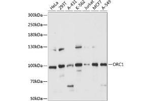 Western blot analysis of extracts of various cell lines, using ORC1 antibody (ABIN7269110) at 1:1000 dilution. (ORC1 Antikörper  (AA 696-856))