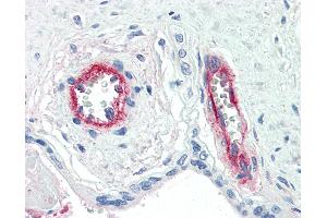 Anti-F8 / Factor VIII antibody IHC of human placenta, vessels. (Factor VIII Antikörper)