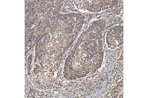IHC analysis of SEC23IP using anti-SEC23IP antibody (ABIN7601222). (SEC23IP Antikörper  (AA 30-426))