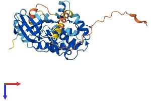 PNCK Protein (AA 1-343) (His tag)