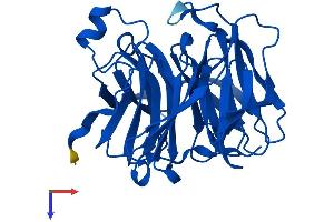 Regucalcin Protein (RGN) (AA 1-299) (His tag)