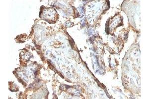 Formalin-fixed, paraffin-embedded human placenta stained with hCG Holo antibody (HCGab/52).