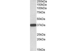 Western Blotting (WB) image for anti-Cytochrome B5 Reductase 3 (CYB5R3) (C-Term) antibody (ABIN2464545) (CYB5R3 Antikörper  (C-Term))