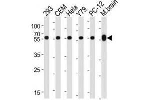 Western blot analysis of lysate from 293, CEM, HeLa, Y79, rat PC-12 cell line, mouse brain tissue lysate using TUBB / beta-Tubulin antibody at 1:1000 for each lane. (TUBB1 Antikörper)