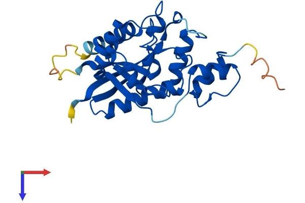 NMNAT3 Protein (AA 1-245) (His tag)