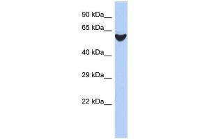 WB Suggested Anti-BRF2 Antibody Titration:  0.