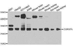 Western blot analysis of extracts of various cell lines, using COPS7A antibody.