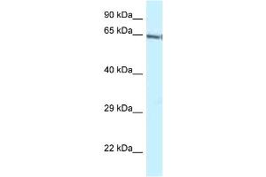 WB Suggested Anti-Gatad2b Antibody Titration: 1. (GATAD2B Antikörper  (C-Term))