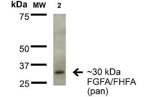 Western Blot analysis of Rat Brain Membrane showing detection of ~30 kDa FGFA/FHFA (pan) protein using Mouse Anti-FGFA/FHFA (pan) Monoclonal Antibody, Clone S235-22 . (FGF13 Antikörper  (AA 2-18) (Atto 488))