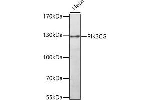 Western blot analysis of extracts of HeLa cells, using PIK3CG antibody (ABIN3020831, ABIN3020832, ABIN3020833 and ABIN6213746) at 1:1000 dilution. (PIK3 gamma Antikörper  (AA 1-310))