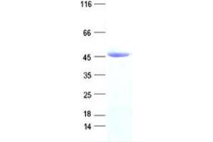 Validation with Western Blot (Isocitrate Dehydrogenase Protein (IDH) (His tag))
