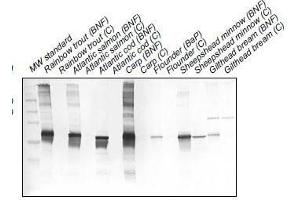 Western Blotting (WB) image for anti-Cytochrome P450 1A (CYP1A) antibody (ABIN108738) (CYP1A Antikörper)