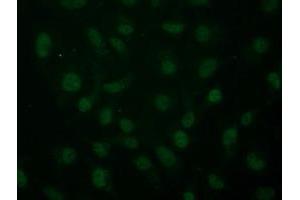 Anti-ARNT mouse monoclonal antibody (ABIN2452786) immunofluorescent staining of COS7 cells transiently transfected by pCMV6-ENTRY ARNT (RC216724). (ARNT Antikörper)
