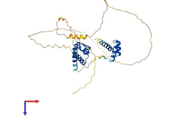 POU4F3 Protein (AA 1-338) (His tag)