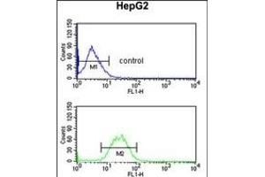 KCNH7 Antibody (N-term) (ABIN653116 and ABIN2842699) flow cytometric analysis of HepG2 cells (bottom histogram) compared to a negative control cell (top histogram). (KCNH7 Antikörper  (N-Term))