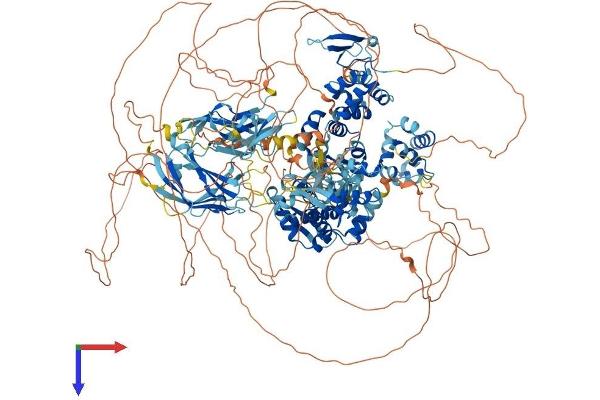 HECW2 Protein (AA 1-1572) (His tag)