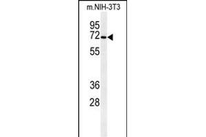 Western blot analysis of CSGALNACT1 Antibody (Center) (ABIN651115 and ABIN2840081) in mouse NIH-3T3 cell line lysates (35 μg/lane). (CSGALNACT1 Antikörper  (AA 192-220))