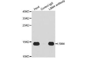 Immunoprecipitation analysis of 200 μg extracts of Jurkat cells using 1 μg LSM4 antibody (ABIN5973492). (LSM4 Antikörper)