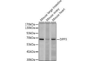 Western blot analysis of extracts of various cell lines, using (ABIN7266782) at 1:500 dilution. (DPP3 Antikörper)