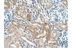 CHAF1B antibody was used for immunohistochemistry at a concentration of 4-8 ug/ml to stain Epithelial cells of renal tubule (arrows) in Human Kidney. (CHAF1B Antikörper)
