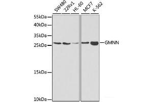 Western blot analysis of extracts of various cell lines using GMNN Polyclonal Antibody at dilution of 1:1000. (Geminin Antikörper)
