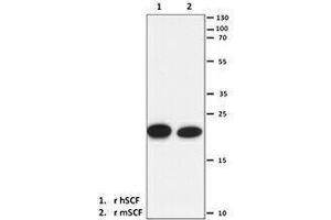 Western Blotting (WB) image for anti-KIT Ligand (KITLG) antibody (ABIN2665356) (KIT Ligand Antikörper)
