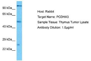 Host: Rabbit Target Name: PCDHA3 Sample Type: Thymus Tumor lysates Antibody Dilution: 1. (PCDHA3 Antikörper  (Middle Region))