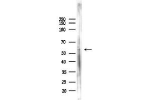 anti-Cyclin-Dependent Kinase 18 (CDK18) (C-Term) antibody