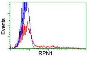 HEK293T cells transfected with either RC201554 overexpress plasmid (Red) or empty vector control plasmid (Blue) were immunostained by anti-RPN1 antibody (ABIN2455103), and then analyzed by flow cytometry. (RPN1 Antikörper)