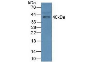 Detection of FCN1 in Mouse Serum using Polyclonal Antibody to Ficolin 1 (FCN1) (FCN1 Antikörper  (AA 25-317))