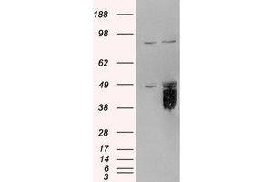 Image no. 1 for anti-Tissue Factor Pathway Inhibitor (Lipoprotein-Associated Coagulation Inhibitor) (TFPI) (AA 292-304) antibody (ABIN292523)