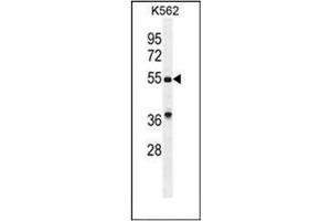 Western blot analysis of GDF9 Antibody (N-term) in K562 cell line lysates (35ug/lane).