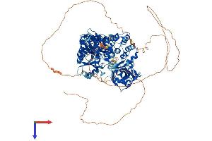 LIG1 Protein (AA 1-916) (His tag)