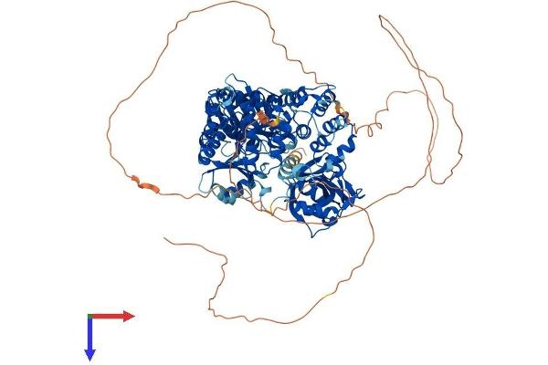 LIG1 Protein (AA 1-916) (His tag)