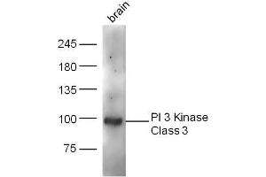 Mouse brain lysates probed with PI 3 Kinase Class 3 Polyclonal Antibody, unconjugated  at 1:300 overnight at 4°C followed by a conjugated secondary antibody at 1:10000 for 60 minutes at 37°C. (PIK3C3 Antikörper  (AA 301-400))