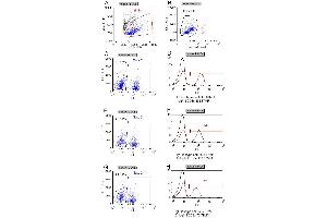 Flow-cytometric analysis of the dose-dependency (D, F, H) of anti-hCD3e antibody binding to live human PBMCs (B). (Rekombinanter CD3 epsilon Antikörper)