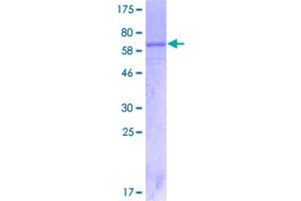 IL12RB1 Protein (AA 1-381) (GST tag)