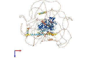 TEX14 Protein (AA 1-1450) (His tag)